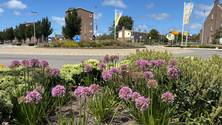 Bloeiende bloemen op de rotonde Van Lennepweg