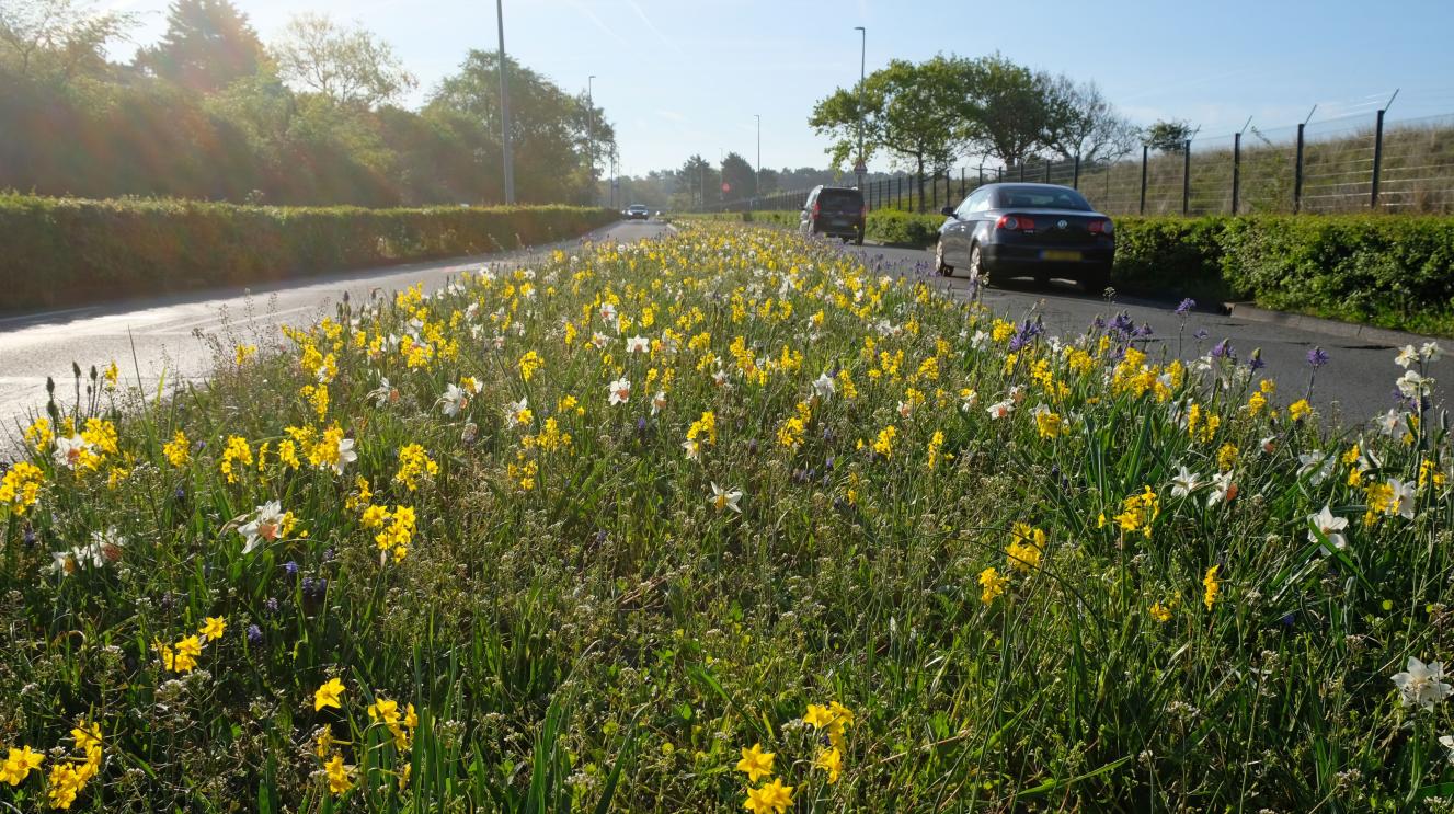 Ee middenberm met bloeiende narcissen
