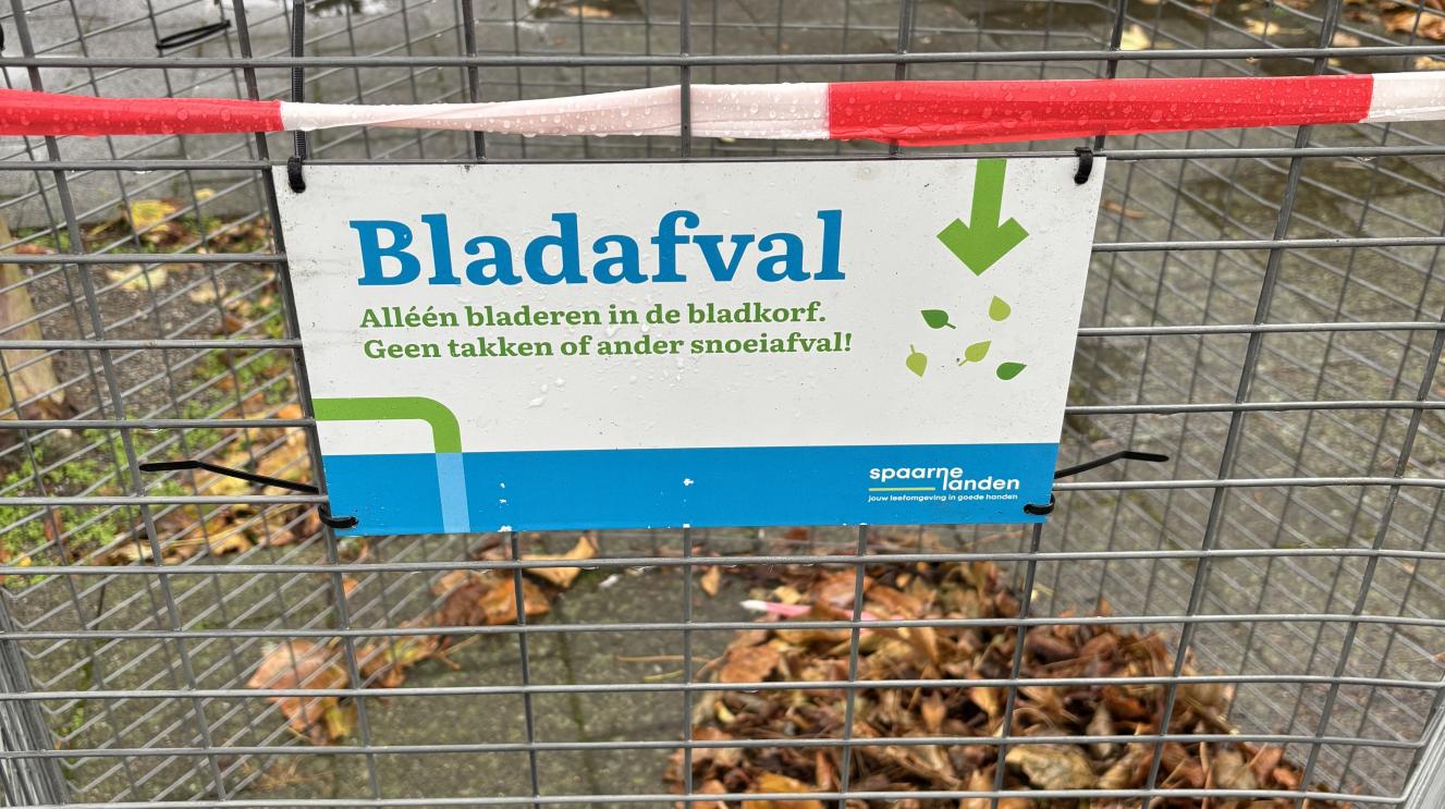 Bladkorf in Zandvoort