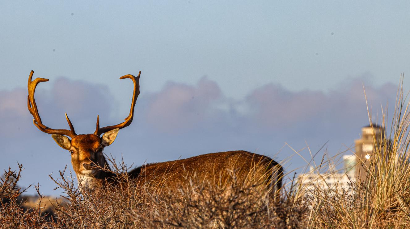 Een hert in de duinen met achter hem een stuk van het dorp