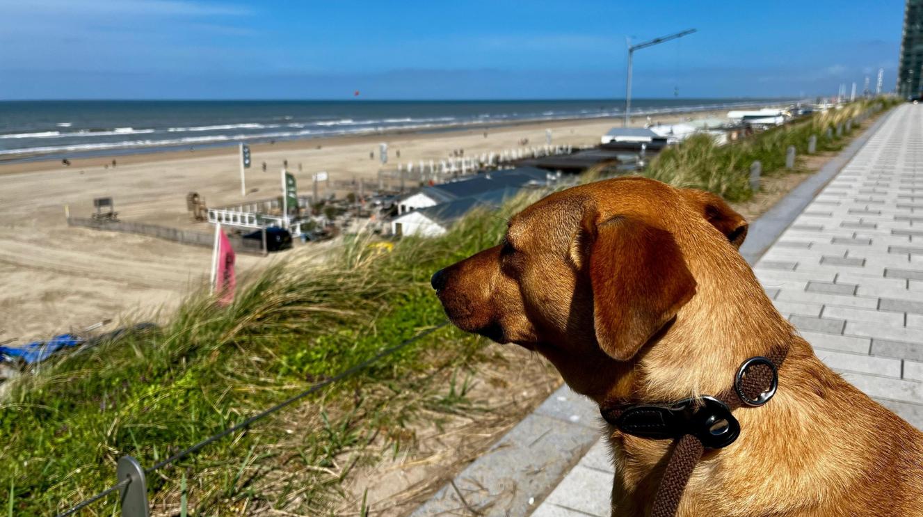 Een hond kijkt naar de zee