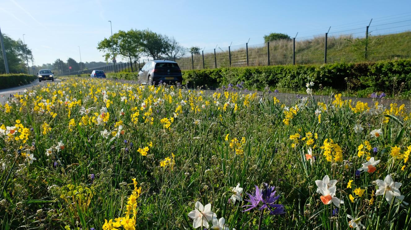 Voorjaarsbloemen in bloei langs de Zandvoortselaan