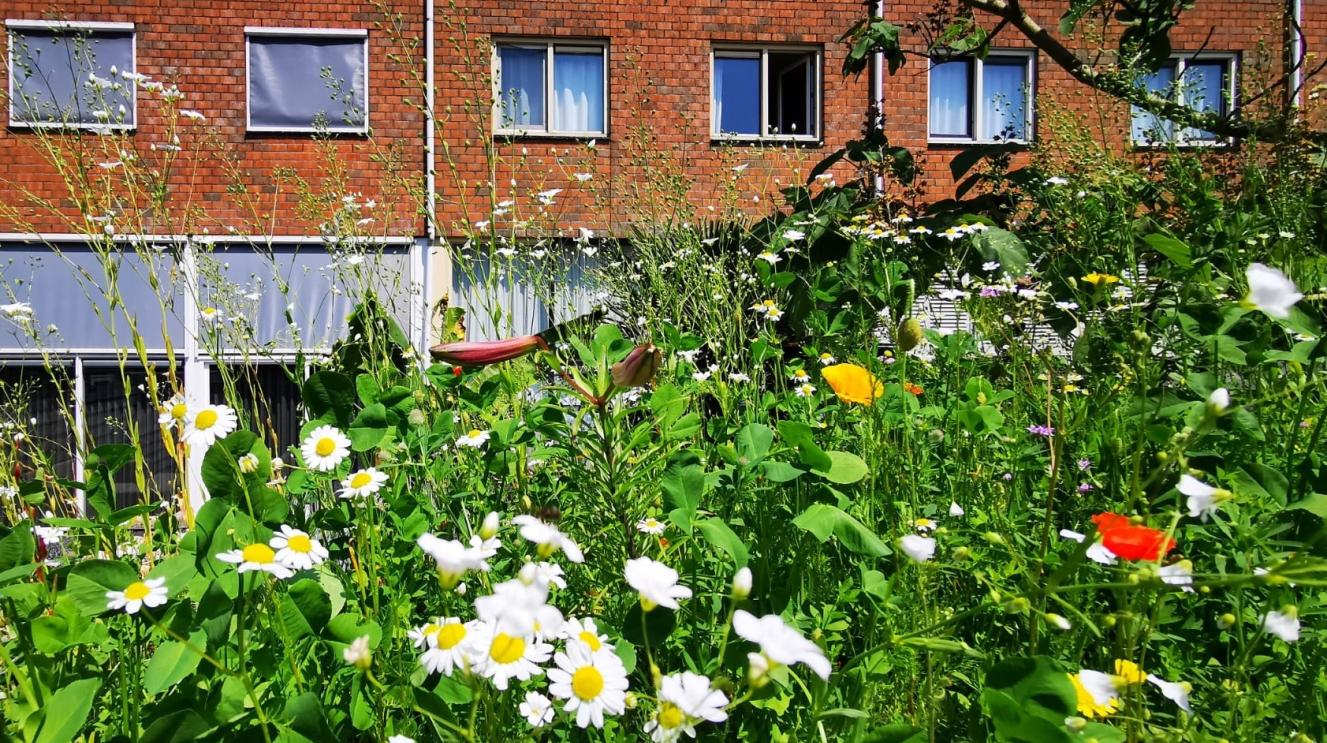 Een groen dak in Zandvoort
