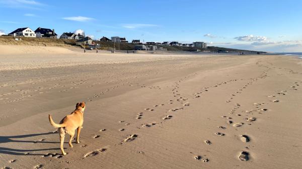Hond op het Zandvoortse strand