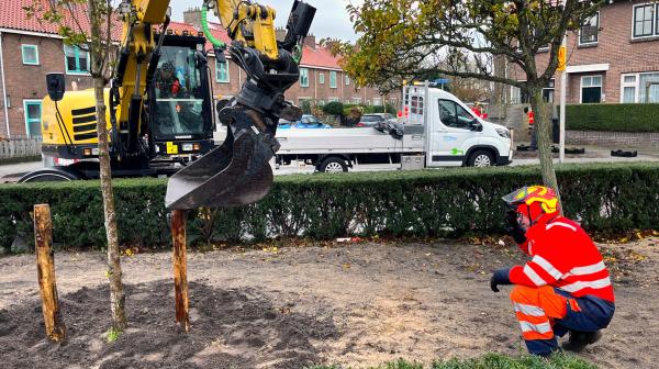 Boom planten in de Nicolaas Beetslaan