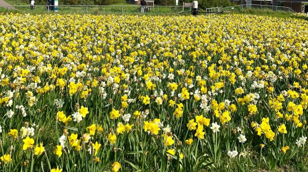 Narcissen aan het Vischerspad.